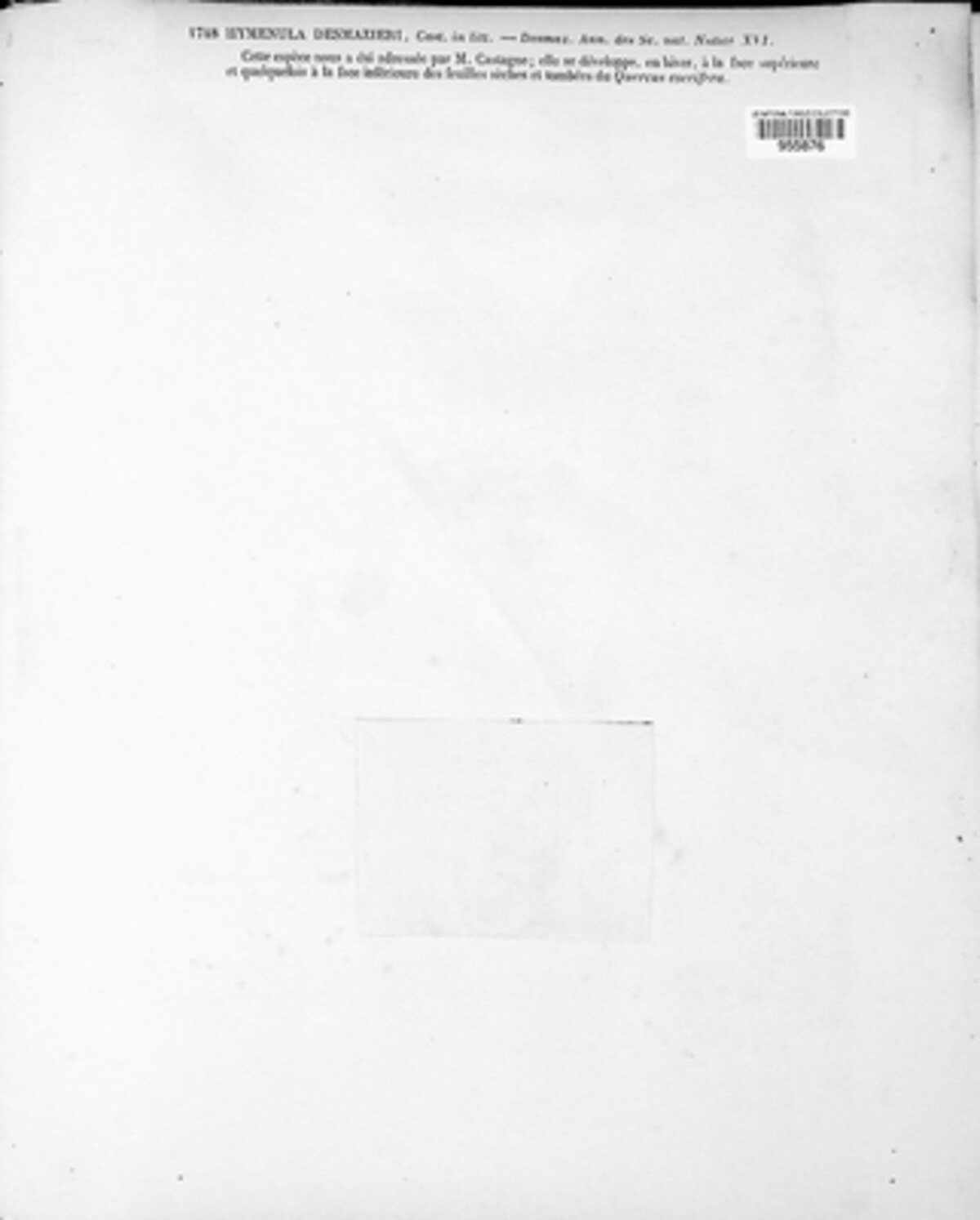 Hymenobactron desmazieri image